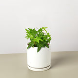 English Ivy 'Green California'