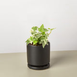 English Ivy 'Glacier'