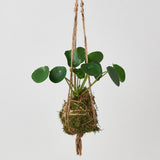 Kokedama Moss Ball Hanging Plant