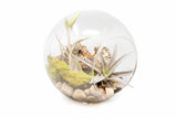 Large Hand-Blown Glass Terrarium with Tillandsia Caput Medusae & Harrisii