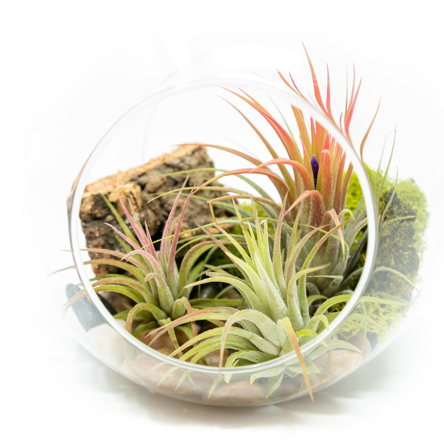 Large Hand-Blown Glass Terrarium with 3 Tillandsia Ionantha Air Plants