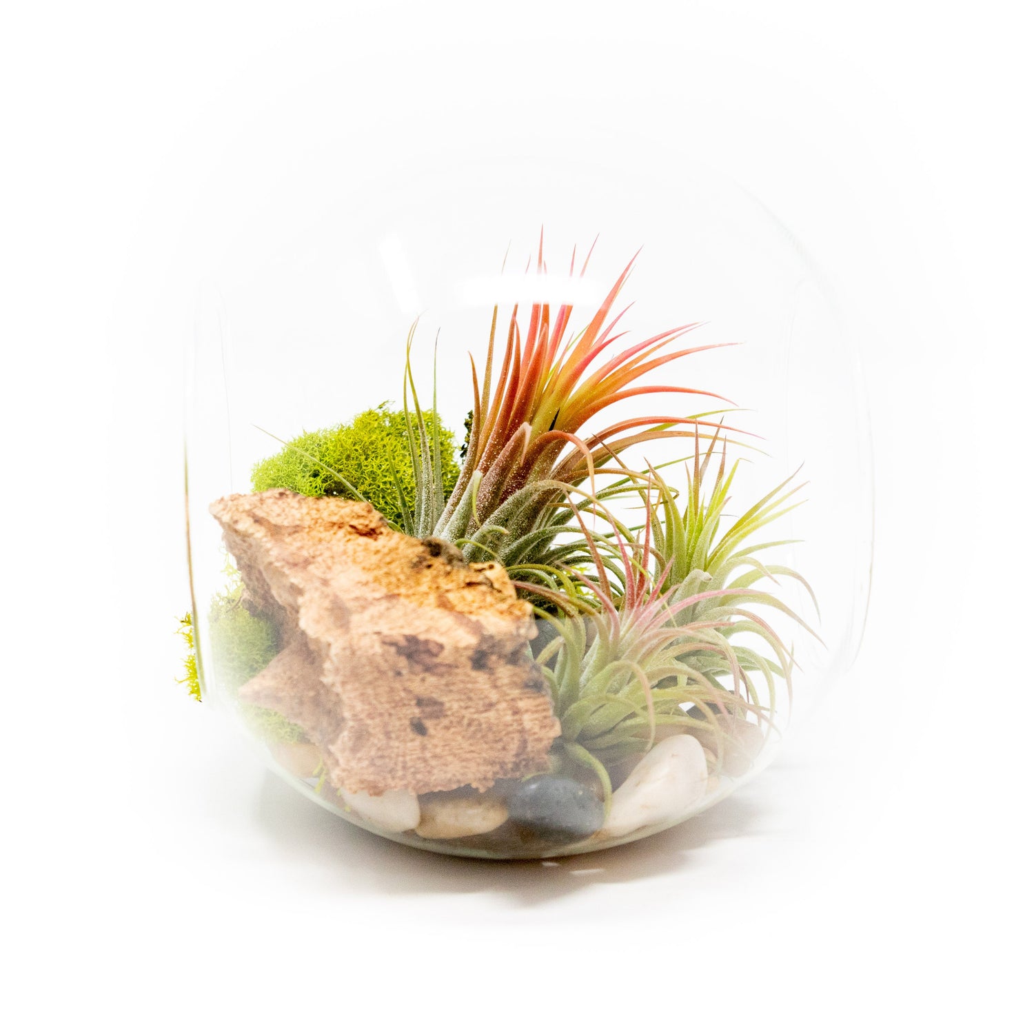 Large Hand-Blown Glass Terrarium with 3 Tillandsia Ionantha Air Plants