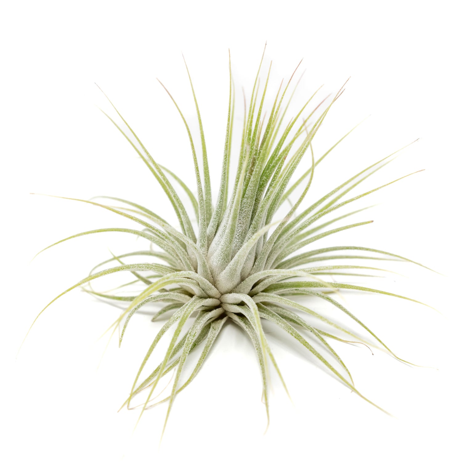 SALE - XL Tillandsia Ionantha Guatemala Air Plants - Set of 10 or 20 - 40% Off