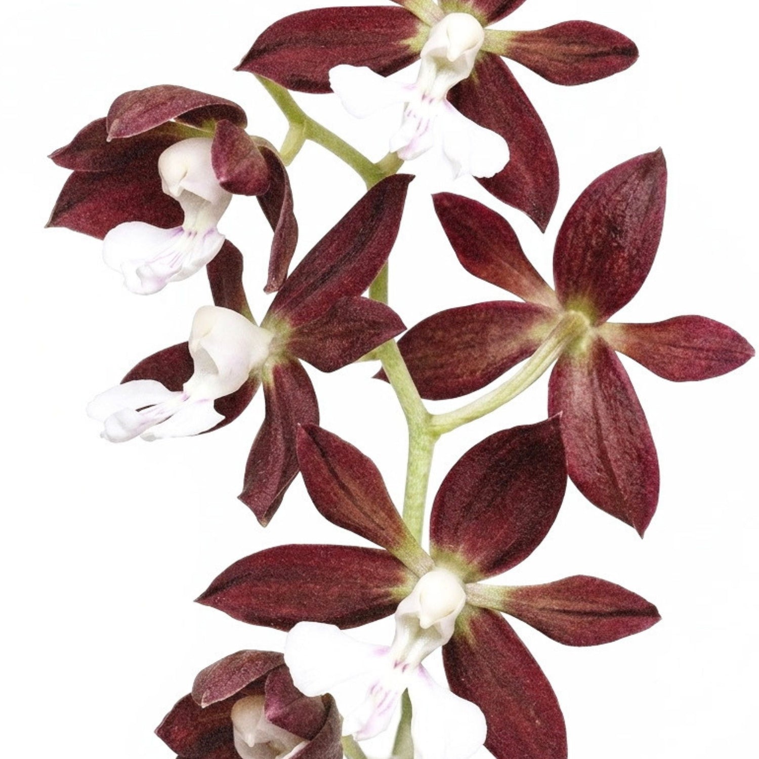 Orchid Stem Cell Serum