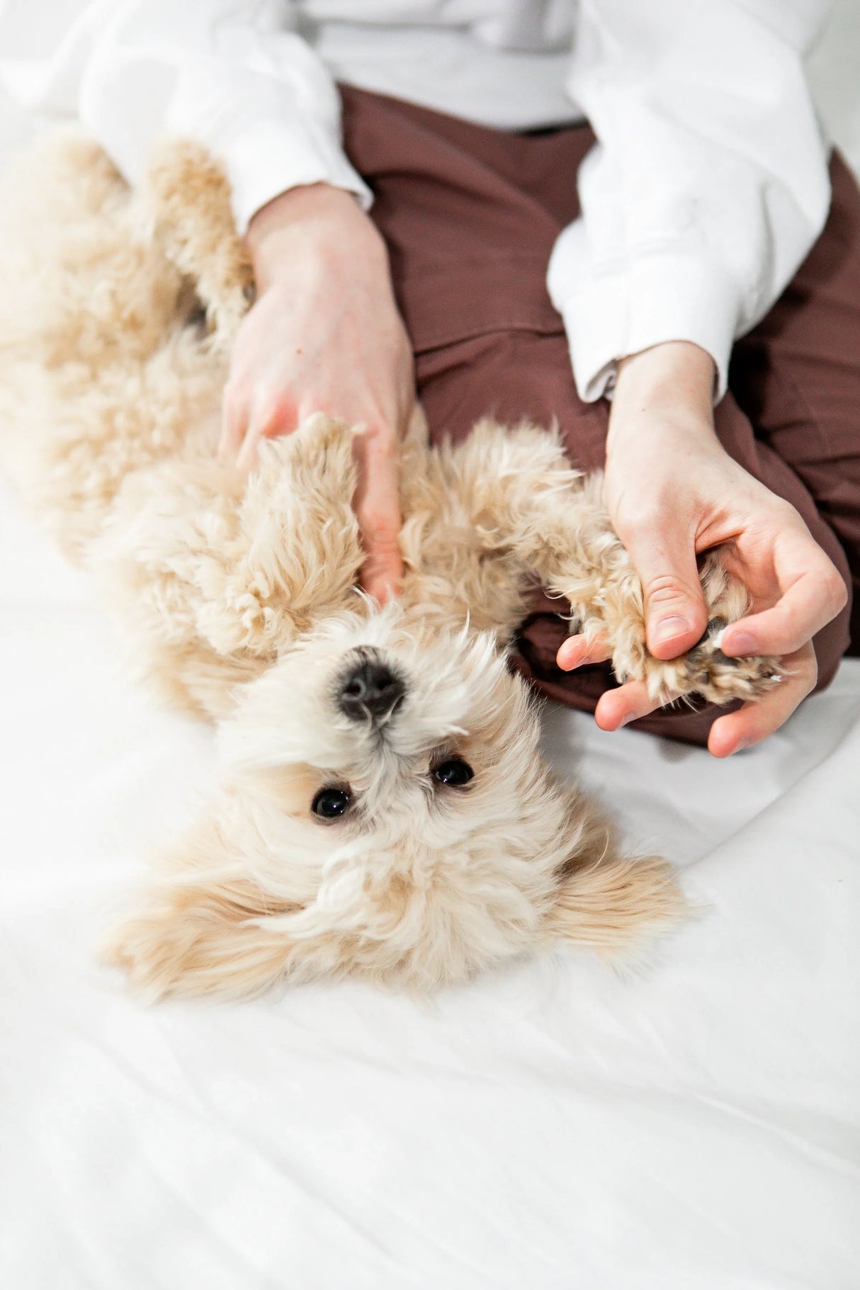 Paw Balm for Dogs