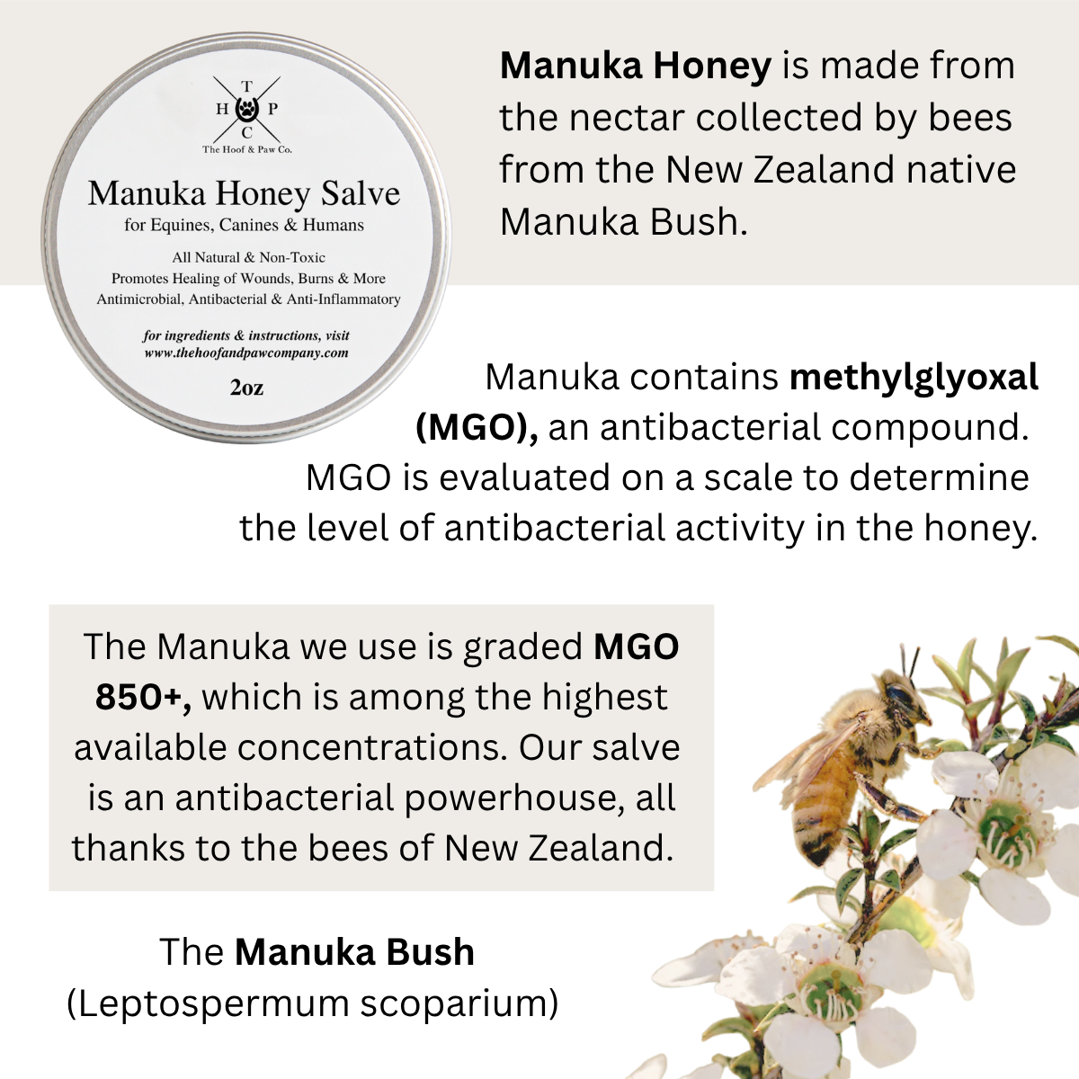 Manuka Honey Salve for Dogs, Horses & Humans