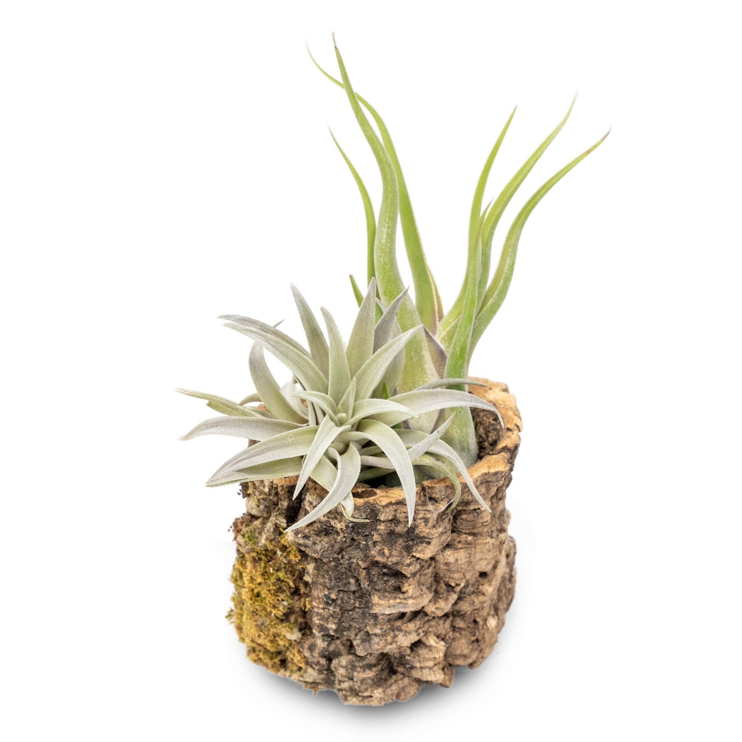 Natural Cork Bark Planters with Assorted Tillandsia Air Plants