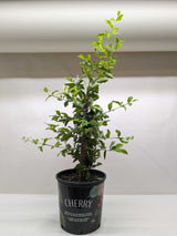 Malpighia Barbados Cherry