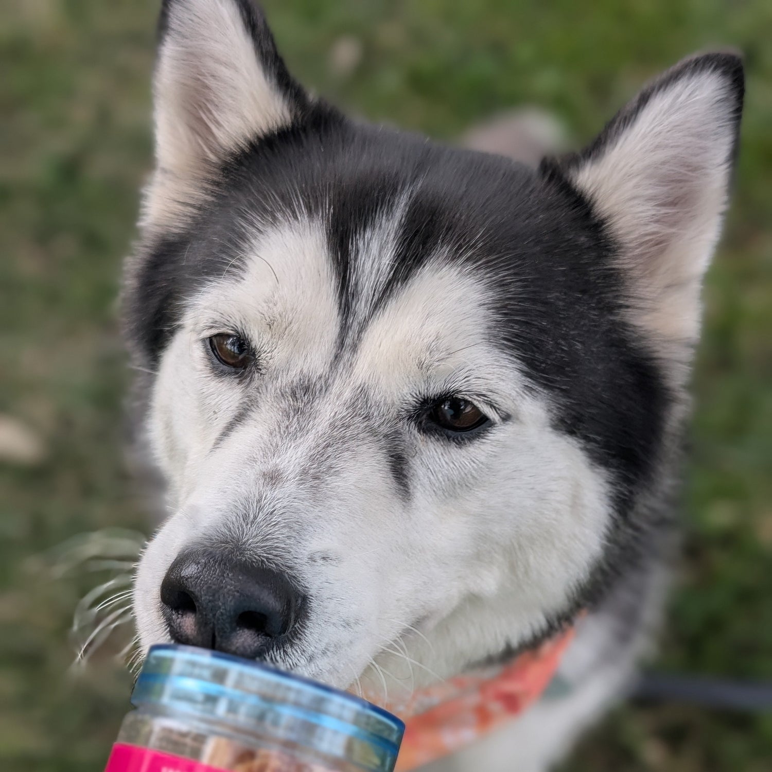 Freeze Dried Salmon - Salmon Pops