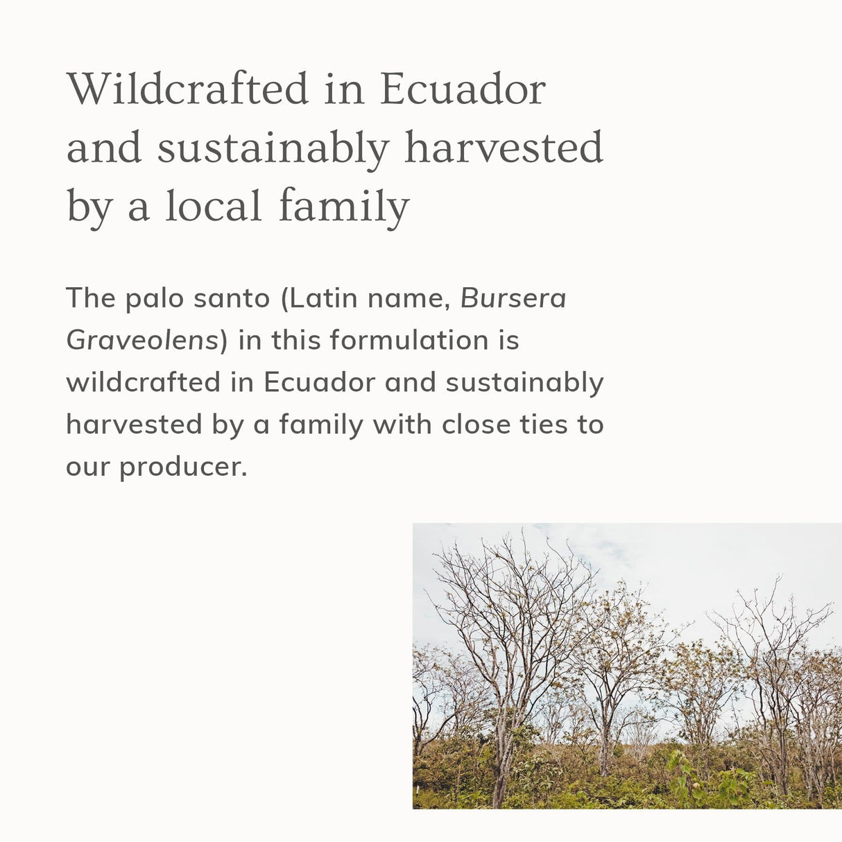 Palo Santo Hair & Body Mist (4oz)- Collective