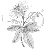 New! Coco Limon Passionfruit Lip Balm in Abalone Tropical Fish Abalone Inlay Case