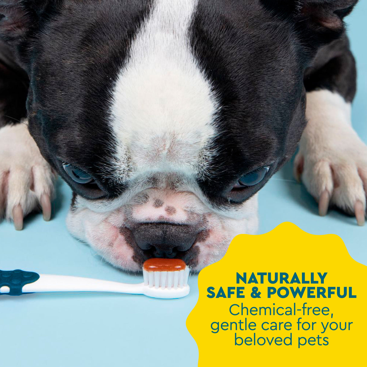 Organic Canine Dental Kit with FREE Critter Case