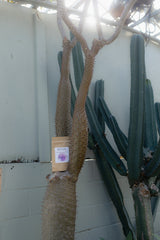 LAVENDER + GRAPESEED BODY SCRUB