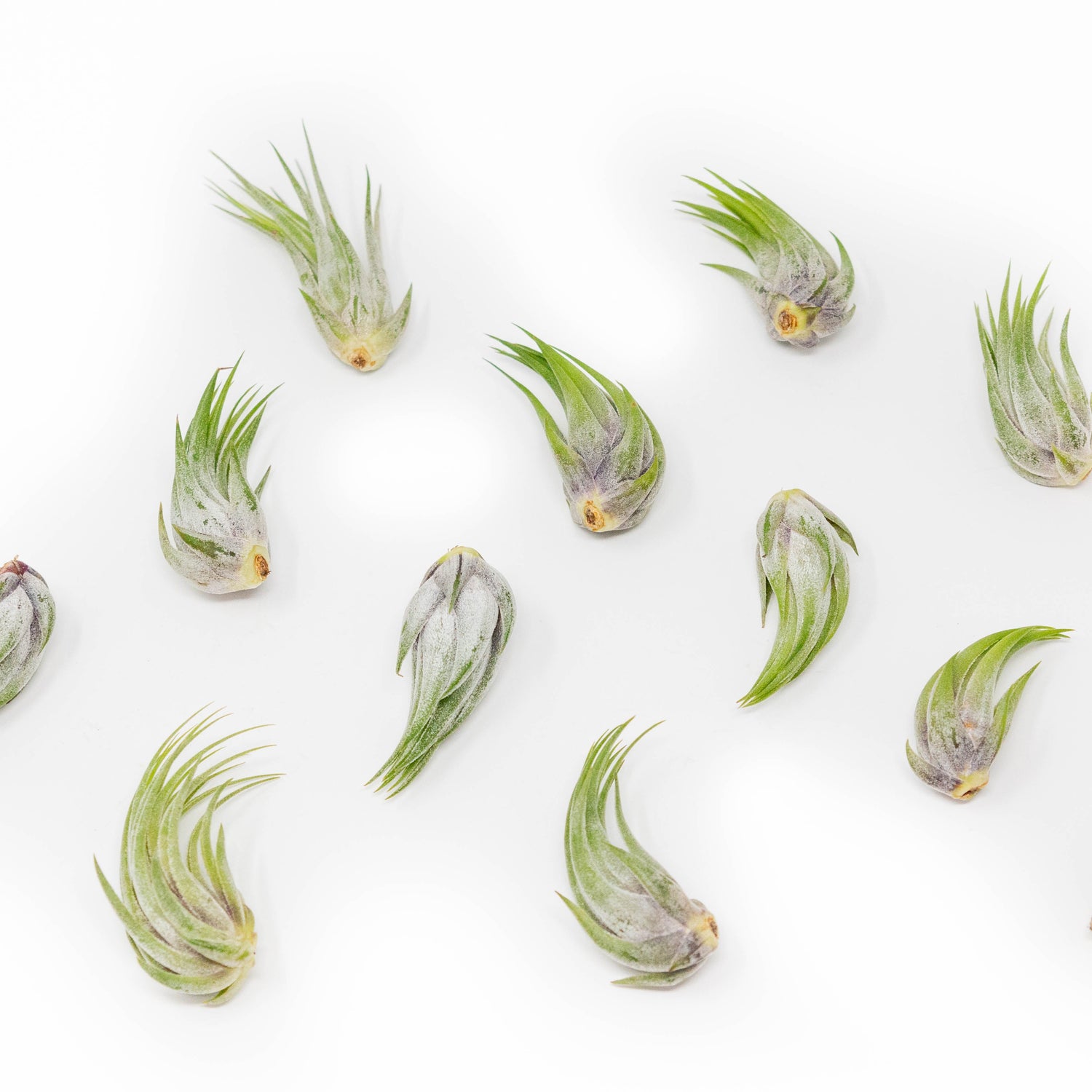 Tillandsia Ionantha Scaposa Air Plants