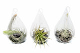 SALE - Set of 3 Funky Teardrop Terrariums with Flat Bottoms