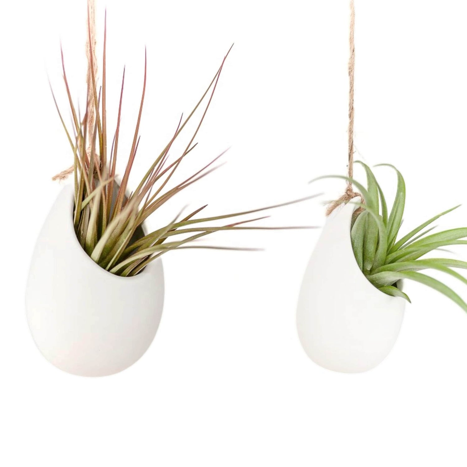 Set of 3 or 6 Large Ivory Ceramic Vases with Tillandsia Harrisii, Sparkler, & Caput Medusae Air Plants