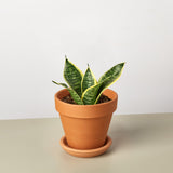 Snake Plant 'Laurentii Dwarf'