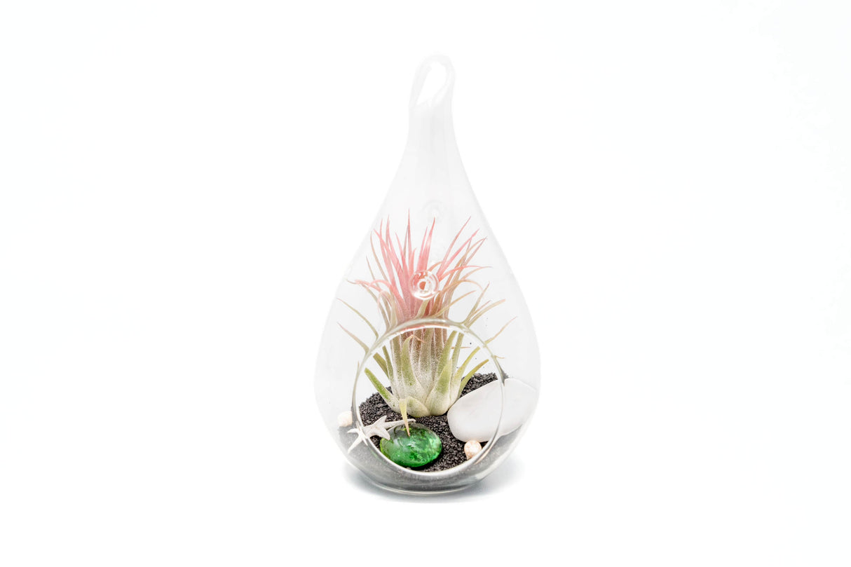 Set of 3 Teardrop Beach Terrariums with Black Sand