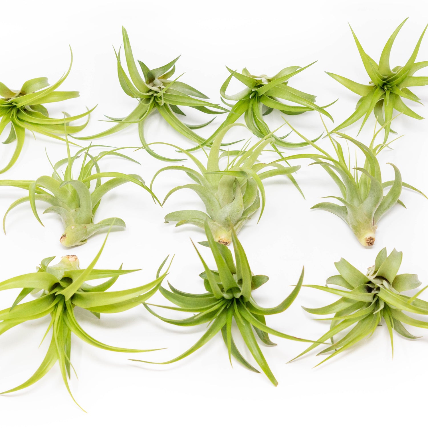 SALE - Tillandsia Abdita Brachycaulos Air Plants -  Set of 10, 20 or 30 - 60% Off