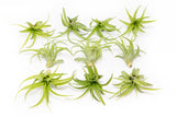 Tillandsia Abdita Brachycaulos Air Plants
