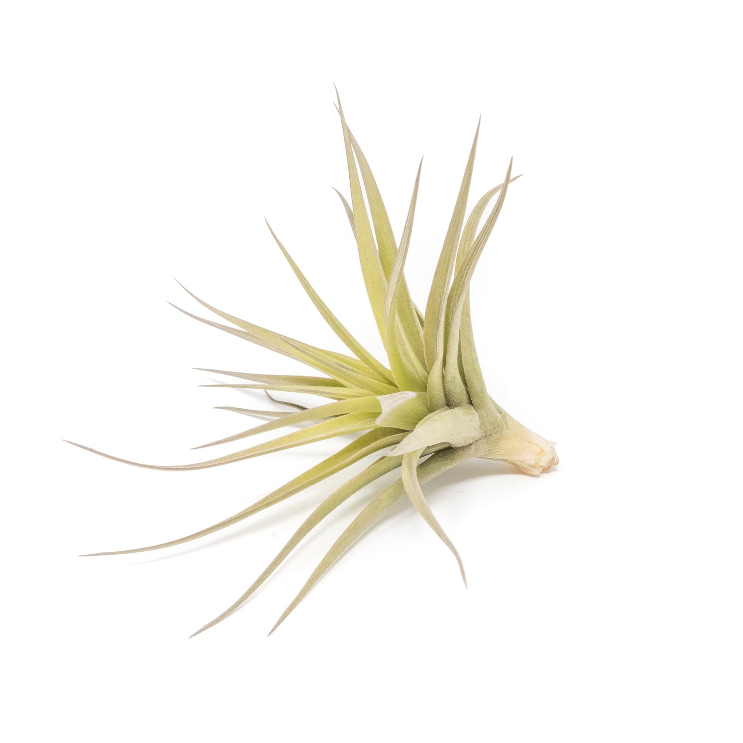 SALE - Tillandsia Aeranthos - Clavel del Aire - "Carnation of the Air" Air Plants