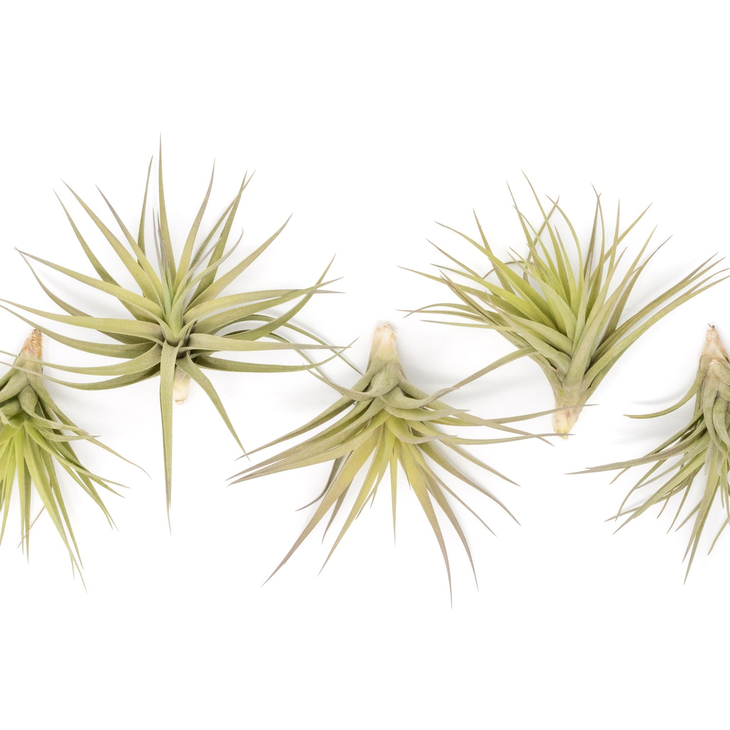 SALE - Tillandsia Aeranthos - Clavel del Aire - "Carnation of the Air" Air Plants