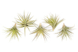 SALE - Tillandsia Aeranthos - Clavel del Aire - "Carnation of the Air" Air Plants