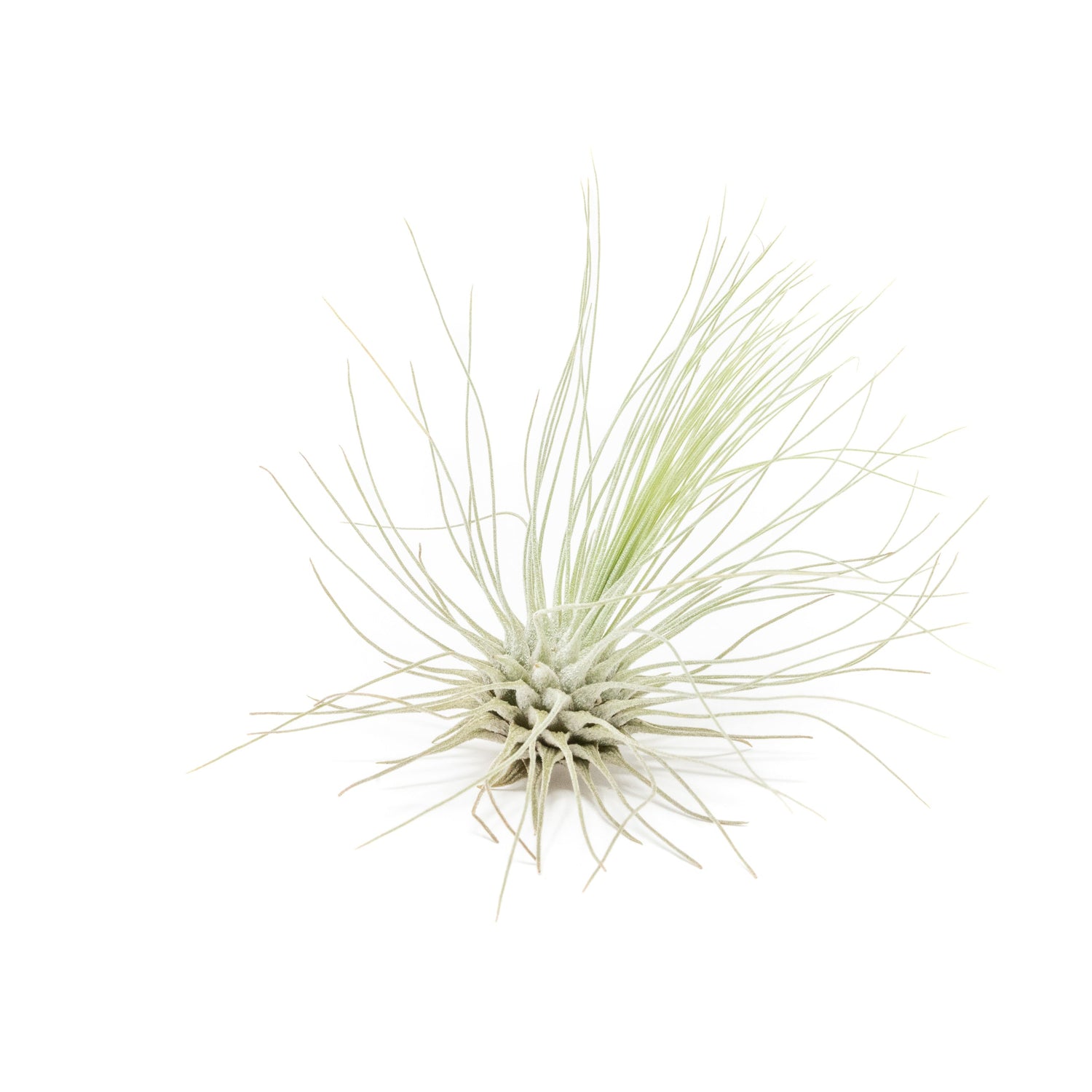 Tillandsia Argentea Thin Air Plants