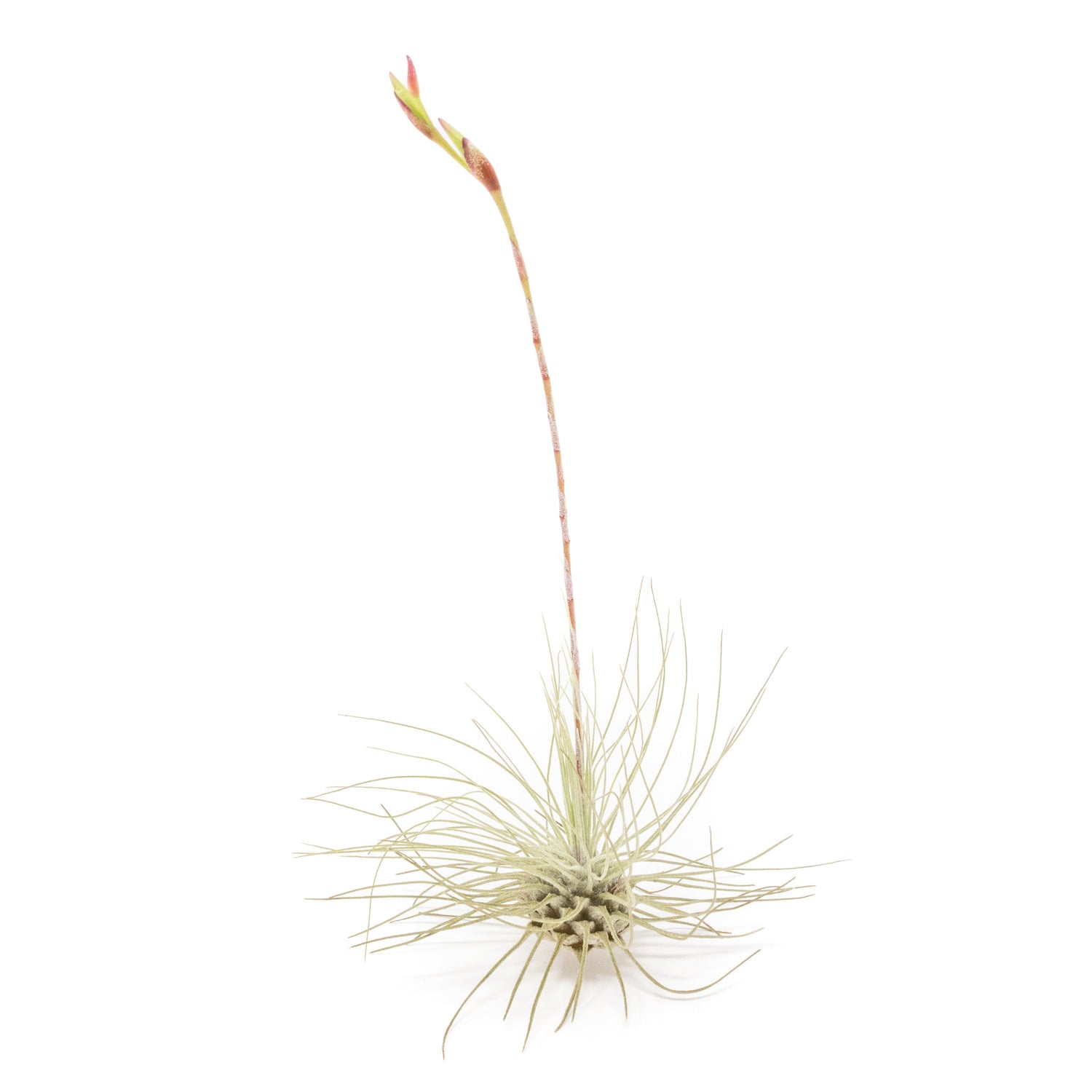 Tillandsia Argentea Thin Air Plants