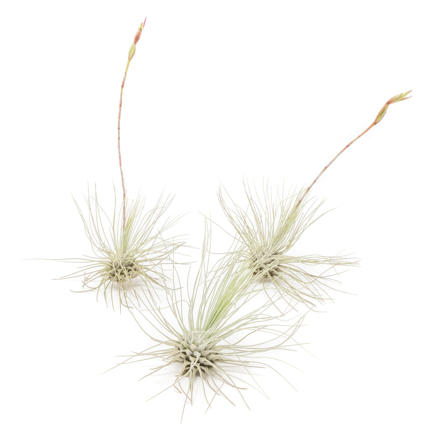 Tillandsia Argentea Thin Air Plants