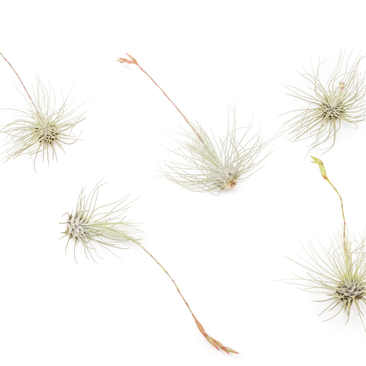 Tillandsia Argentea Thin Air Plants
