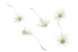 Tillandsia Argentea Thin Air Plants