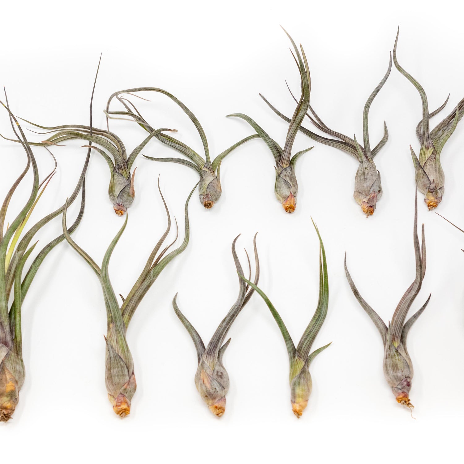 SALE - Tillandsia Baileyi Air Plants - Set of 5 or 10 - 50% Off