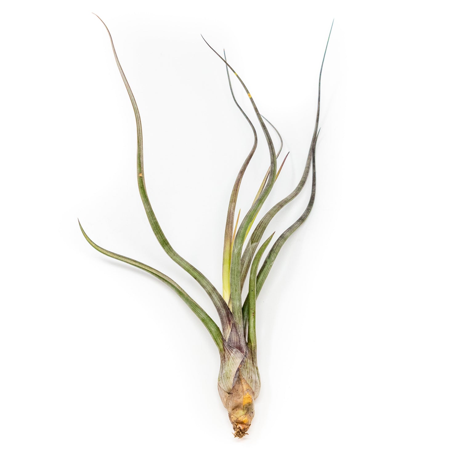 SALE - The Yucatan Collection of Tillandsia Air Plants - Set of 10 or 20 - 50% Off