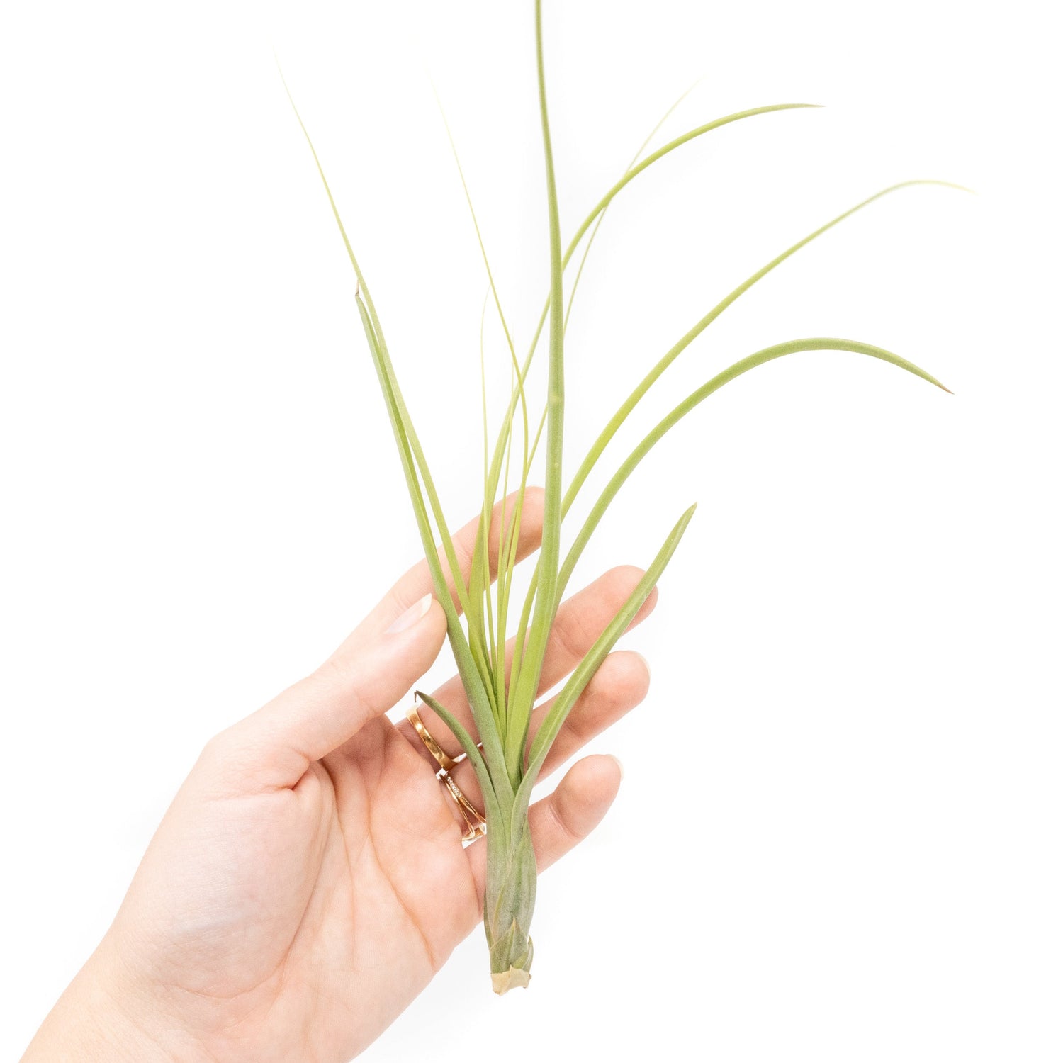 Tillandsia Balbisiana Air Plants