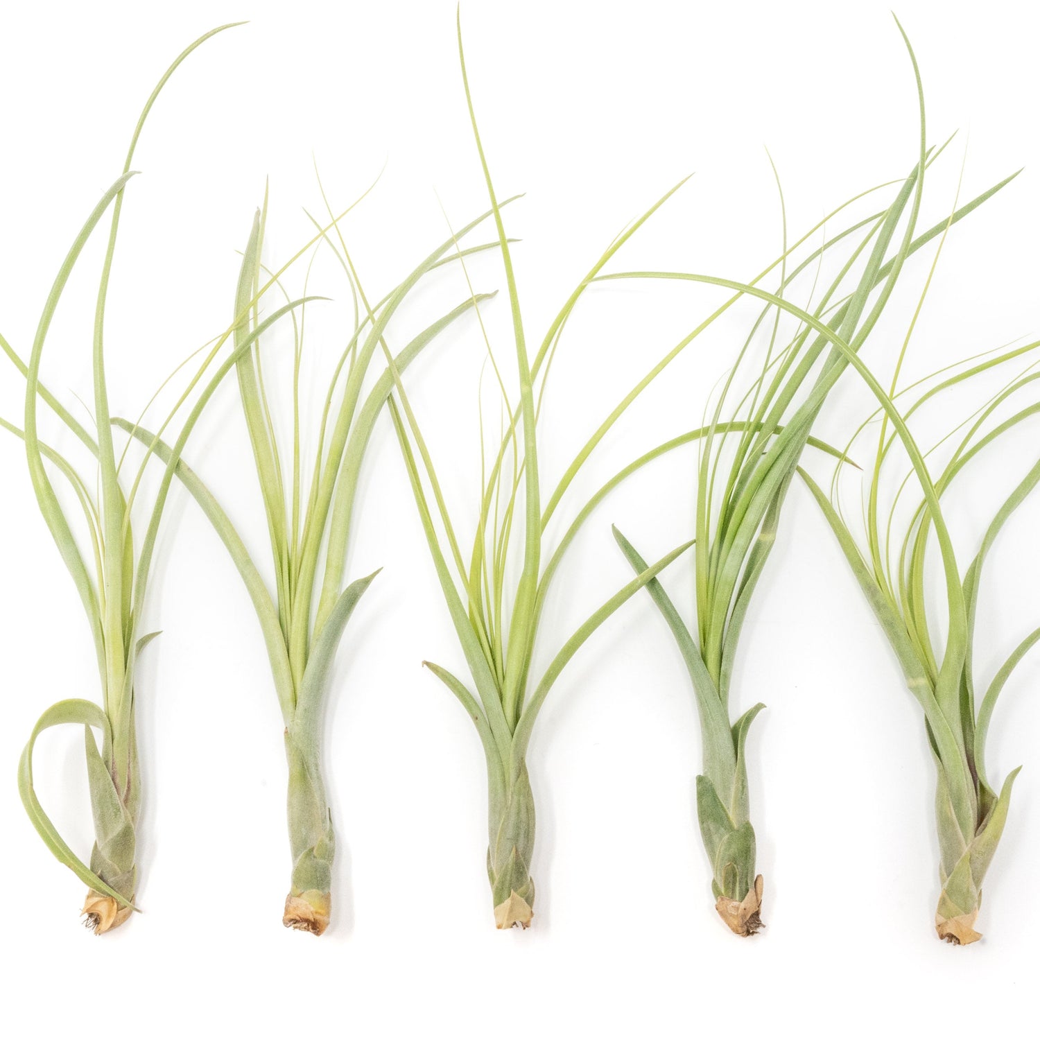 Tillandsia Balbisiana Air Plants