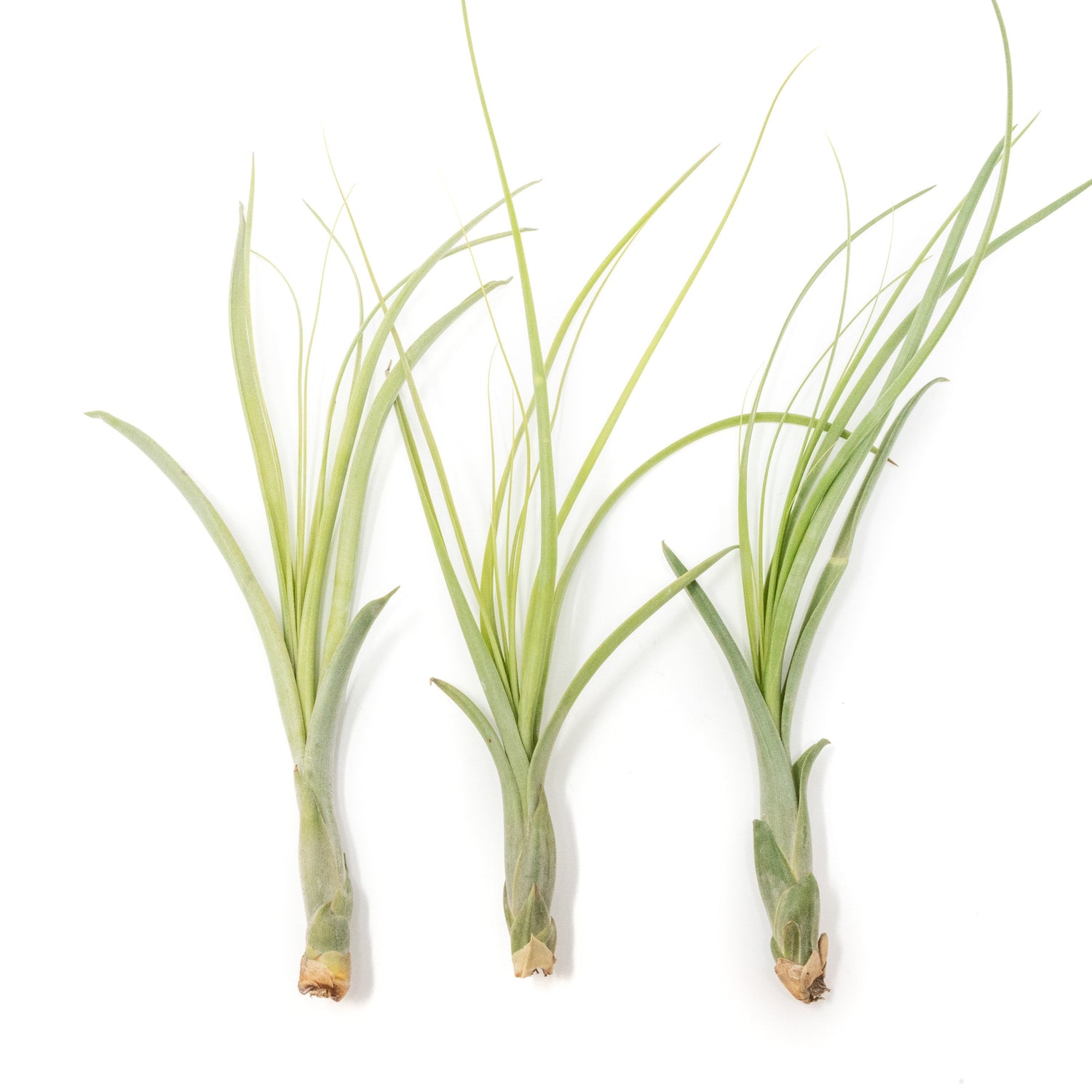 Tillandsia Balbisiana Air Plants