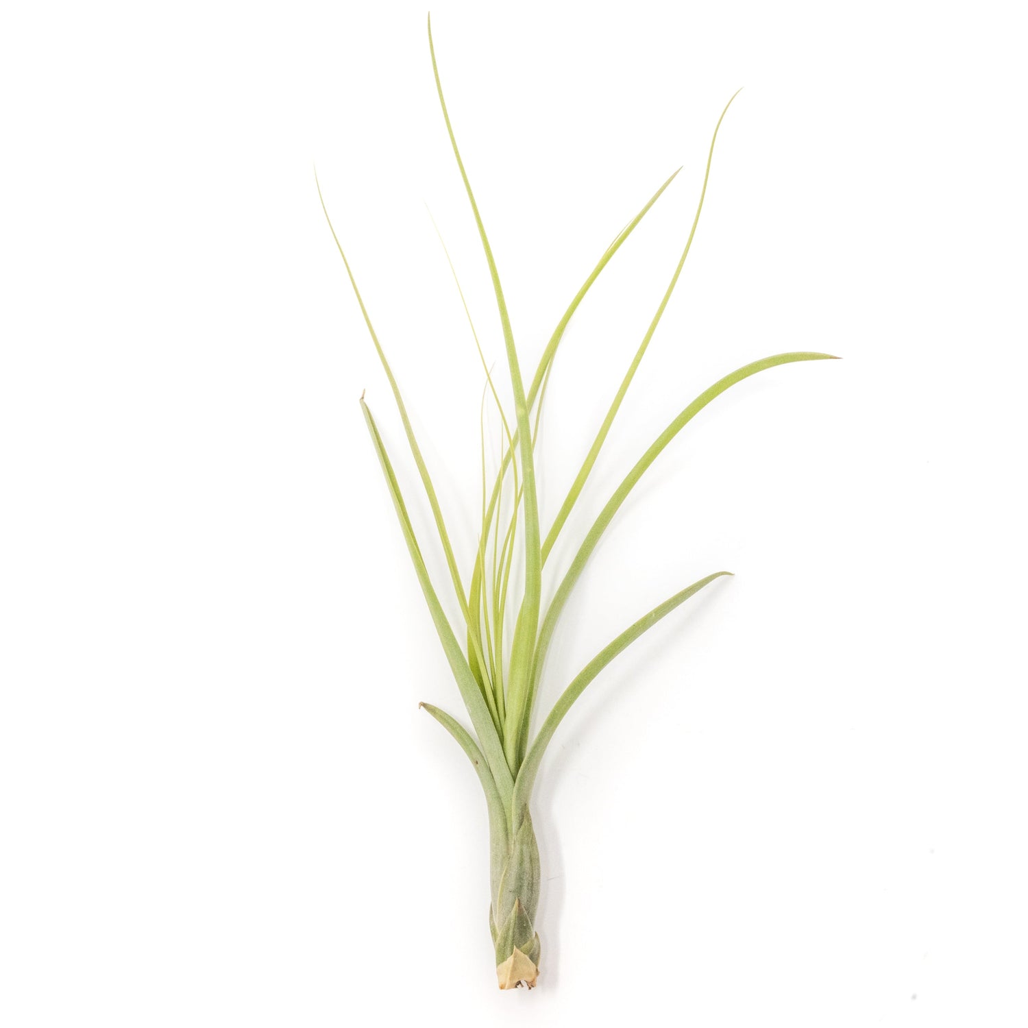 Tillandsia Balbisiana Air Plants