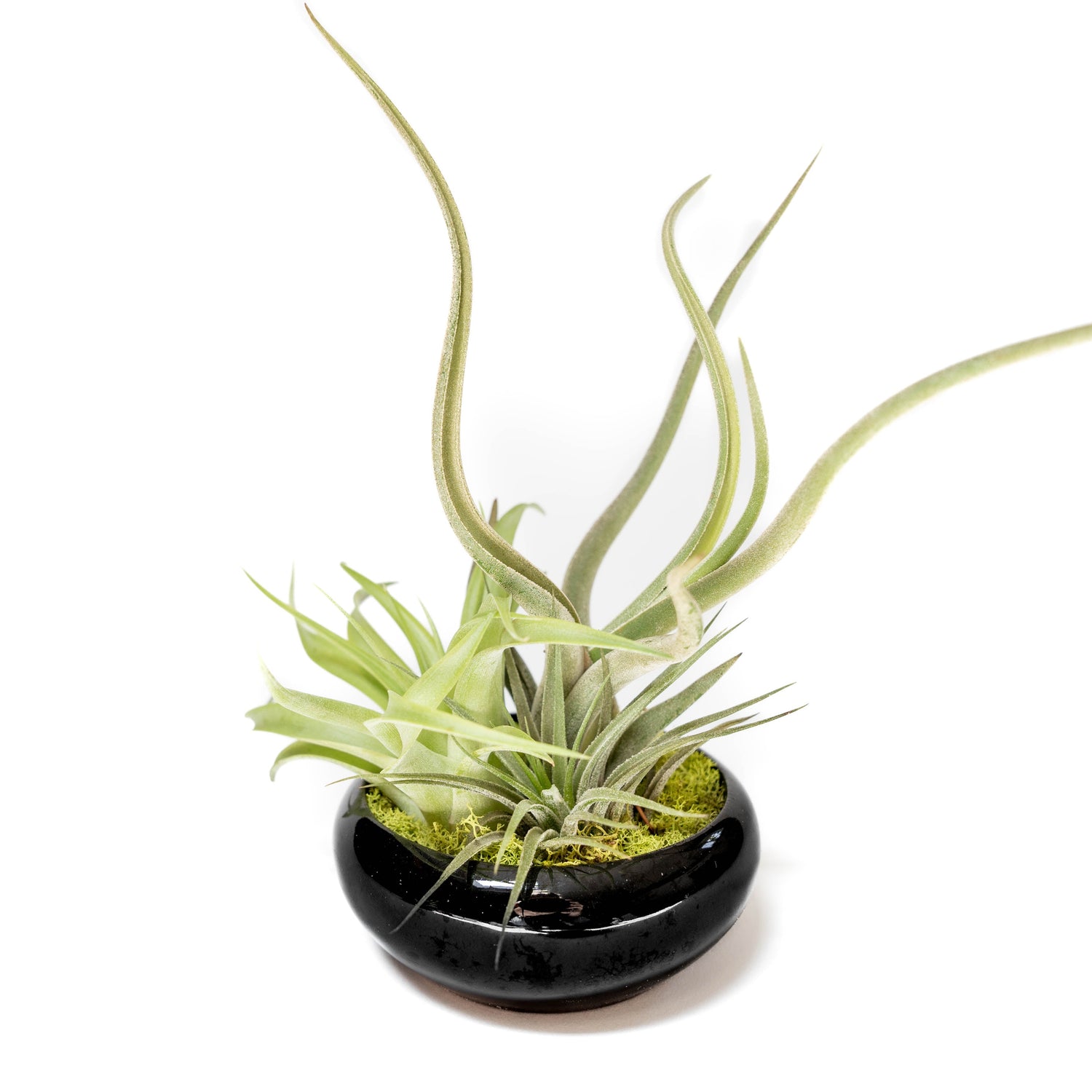 Fully Assembled Tillandsia Air Plant Dish Garden in Black Glazed Container