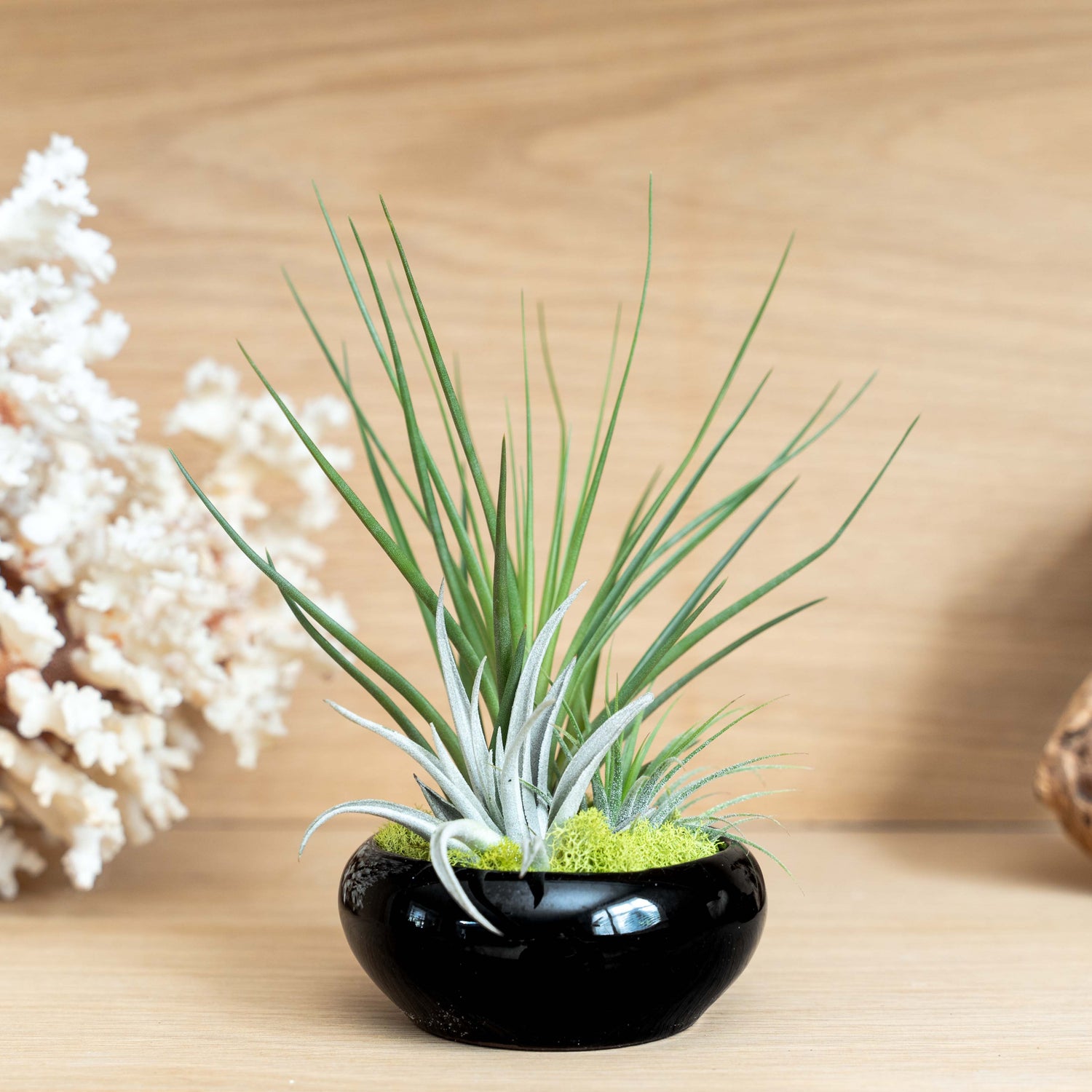 Fully Assembled Tillandsia Air Plant Dish Garden in Black Glazed Container