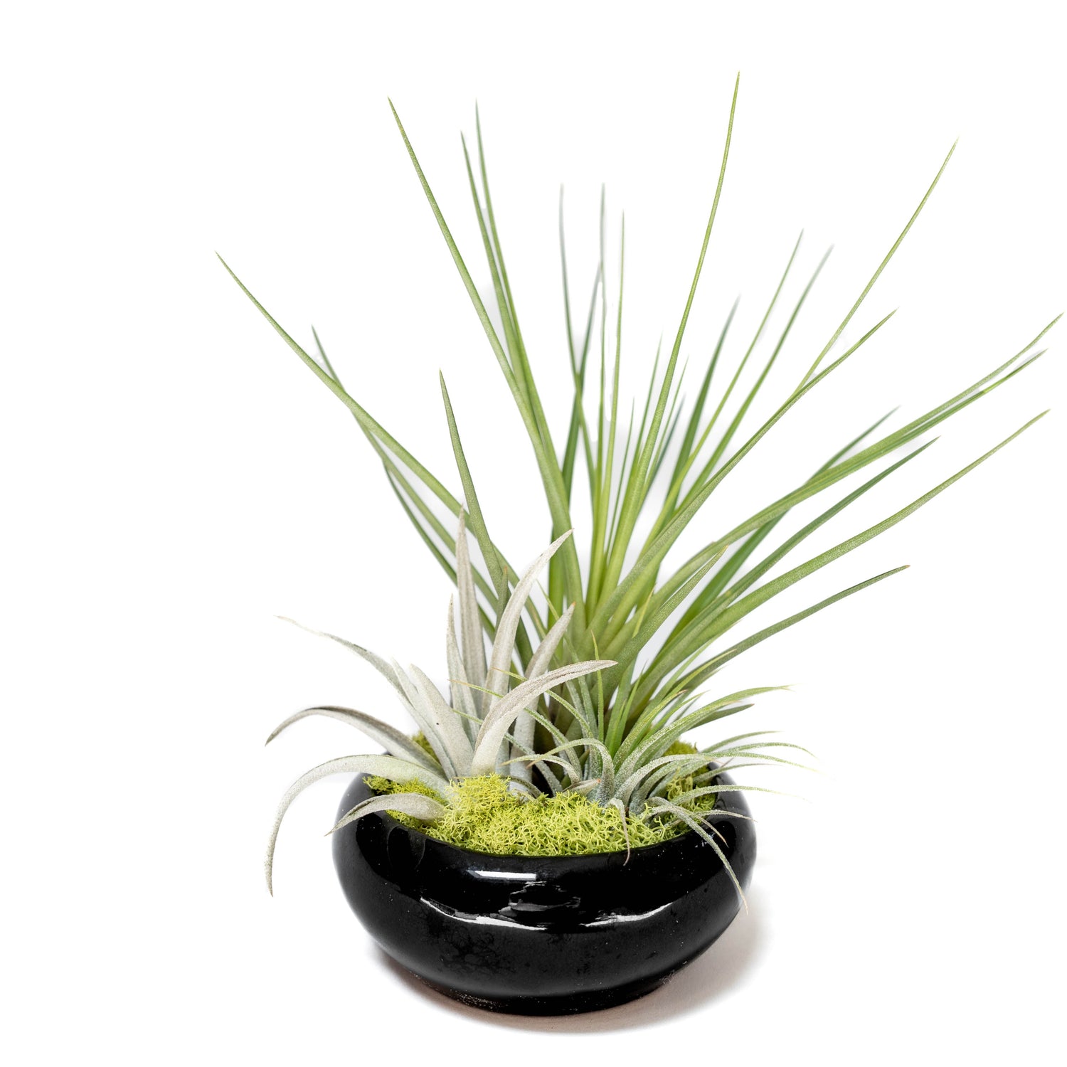 Fully Assembled Tillandsia Air Plant Dish Garden in Black Glazed Container