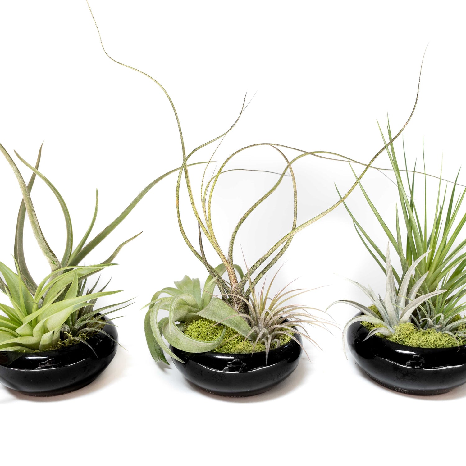 Fully Assembled Tillandsia Air Plant Dish Garden in Black Glazed Container