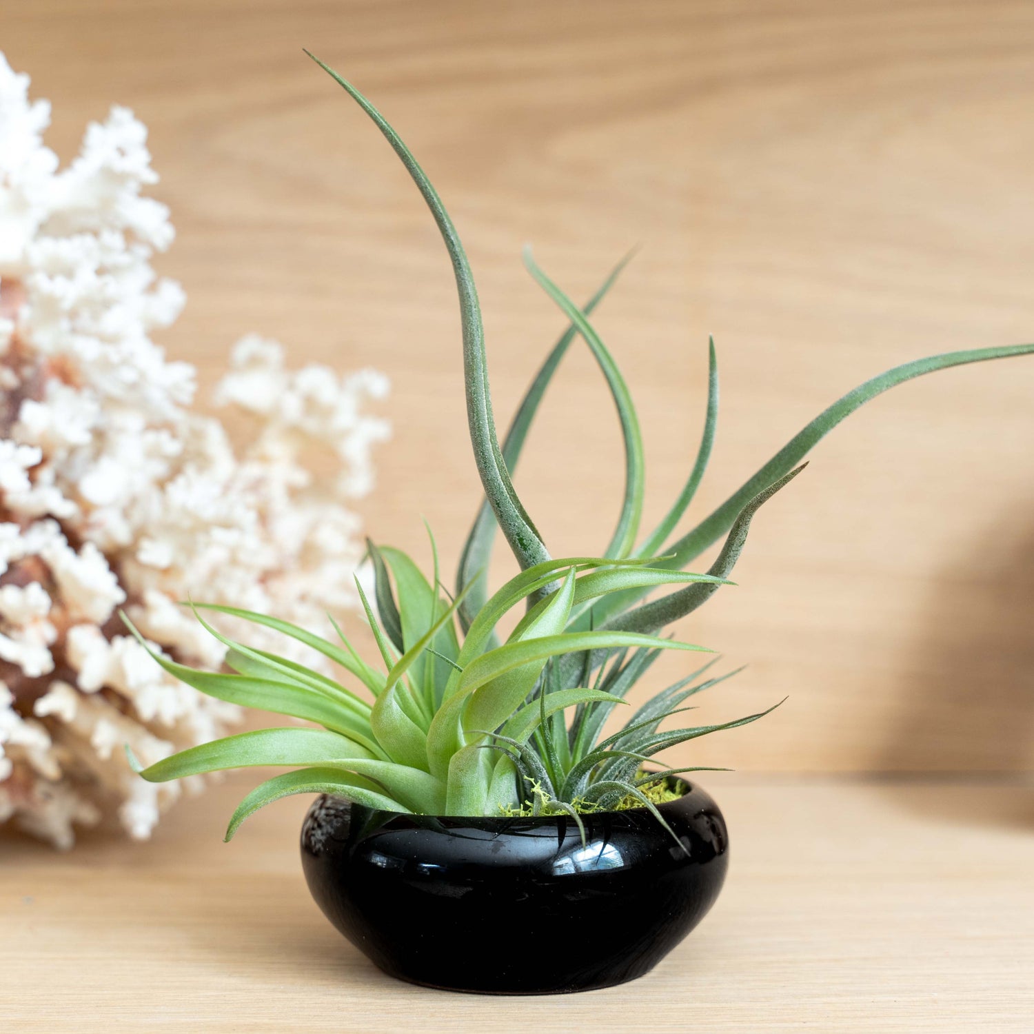 Fully Assembled Tillandsia Air Plant Dish Garden in Black Glazed Container