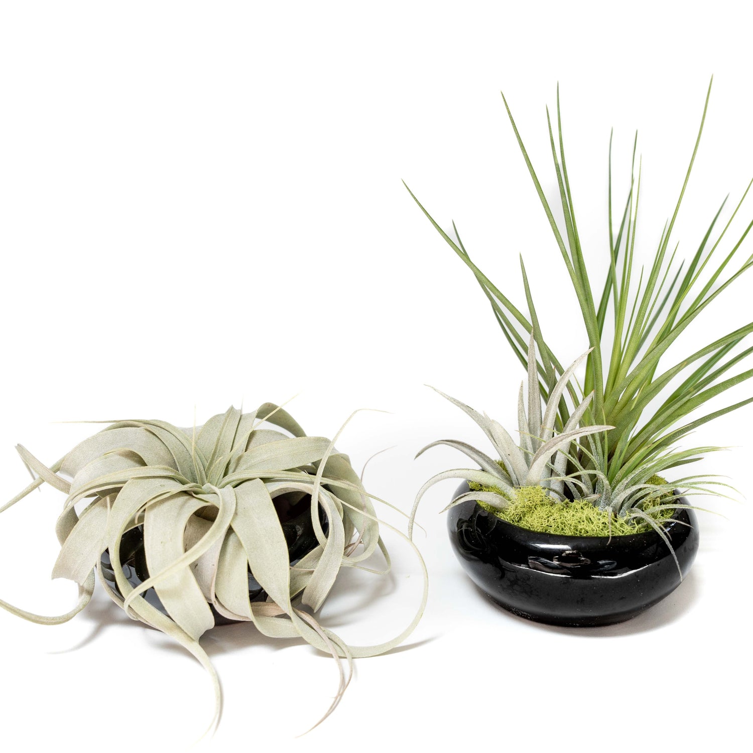 Fully Assembled Tillandsia Air Plant Dish Garden in Black Glazed Container