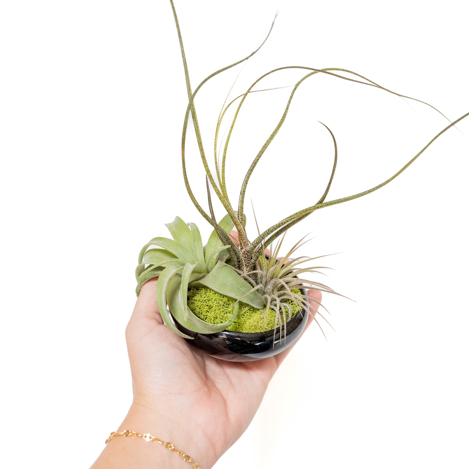 Fully Assembled Tillandsia Air Plant Dish Garden in Black Glazed Container