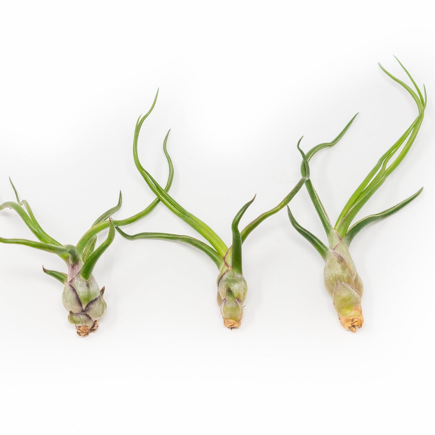 SALE - Tillandsia Bulbosa Guatemala Air Plants - Set of 10, 20, or 30 - 40% Off