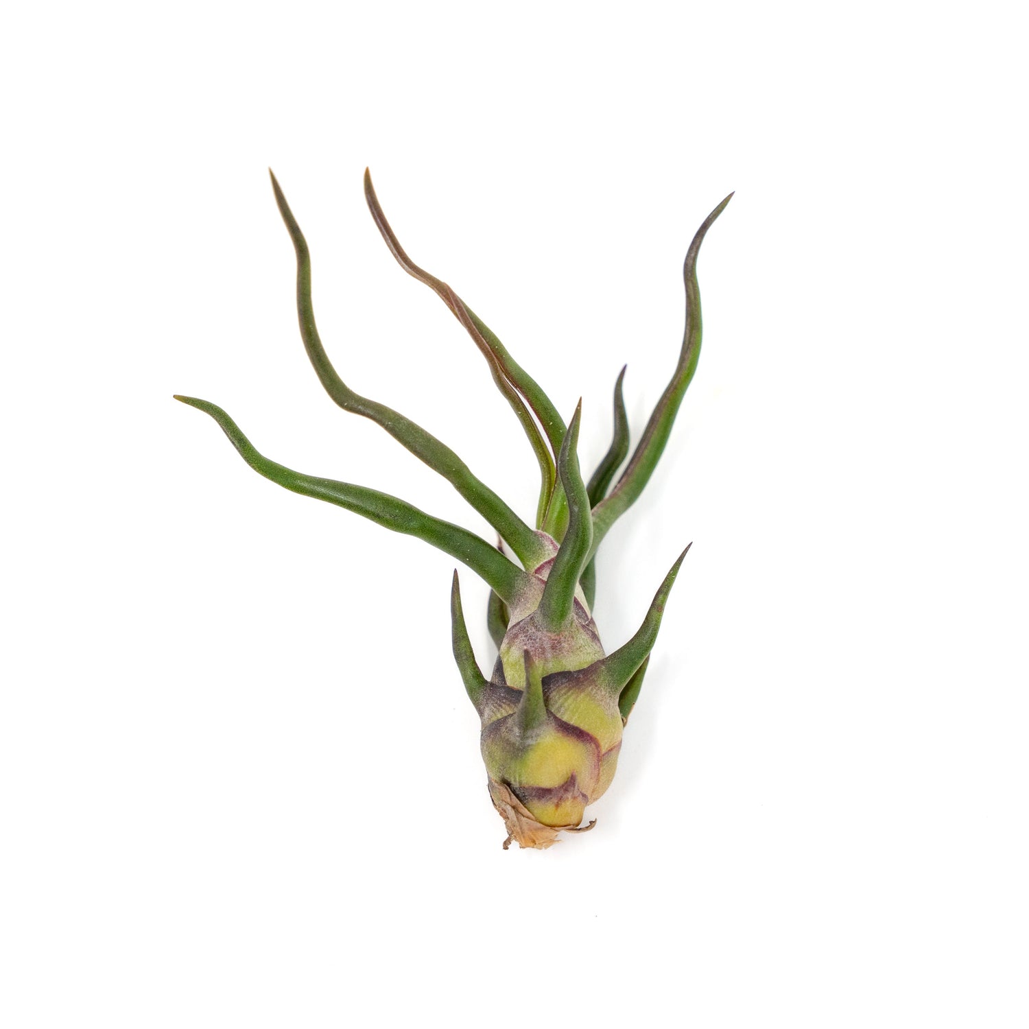 Tillandsia Bulbosa Guatemala Air Plants