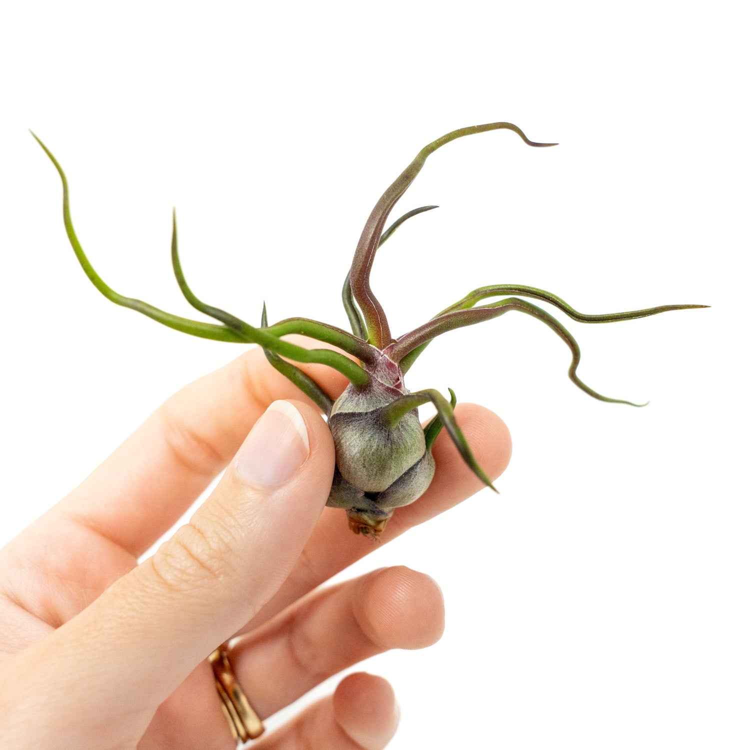 Tillandsia Bulbosa Guatemala Air Plants