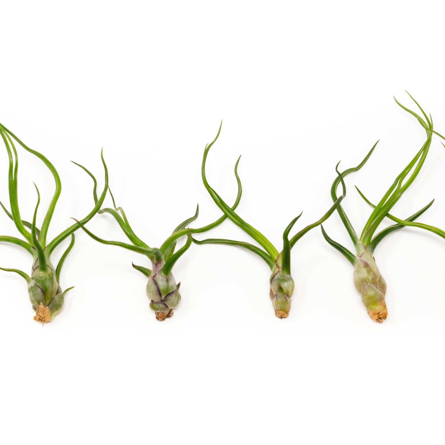 Tillandsia Bulbosa Guatemala Air Plants