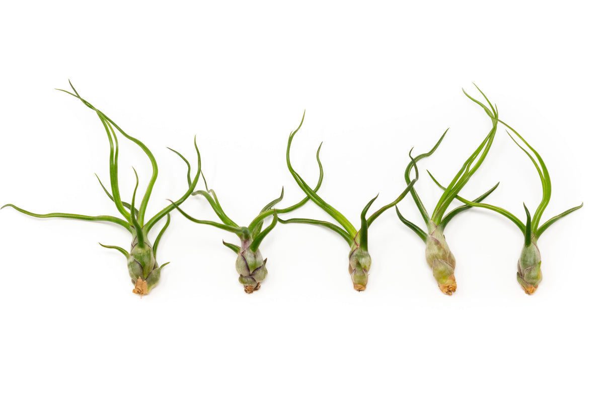Tillandsia Bulbosa Guatemala Air Plants